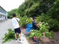 野草茶や食品として利用可能な、身近な里山に自生している植物の葉や果実・種子などを採取して、天日干し乾燥する。