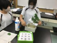 水耕栽培装置「グリーンファーム」の養液のＥＣの調節をしている。