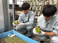 水耕イチゴの定植の様子。